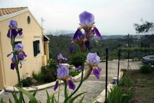 Image description