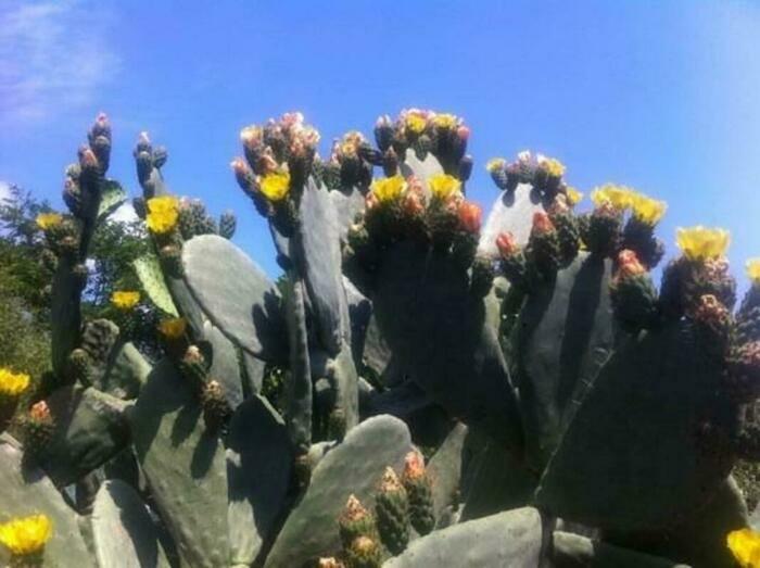 Image description