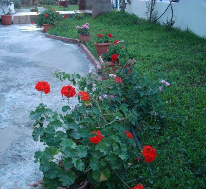 Image description