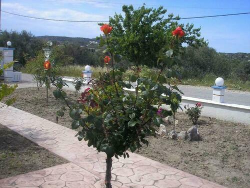 Image description
