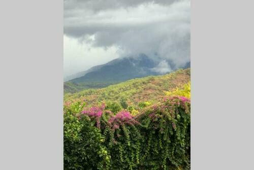 Image description