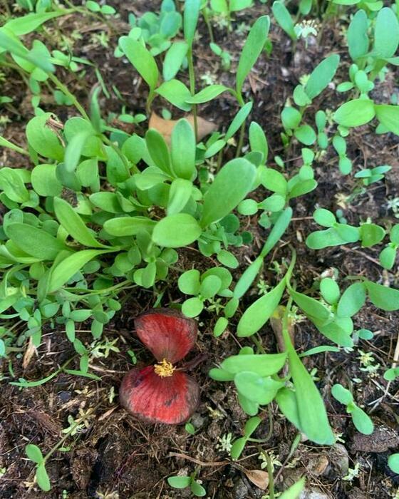 Image description