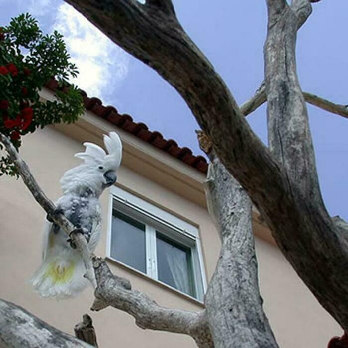 Image description