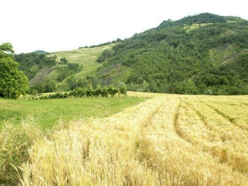 Image description