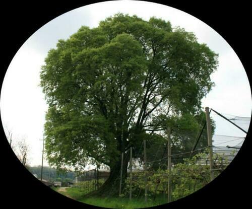Image description