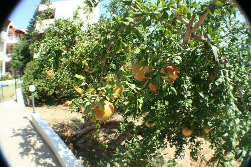 Image description