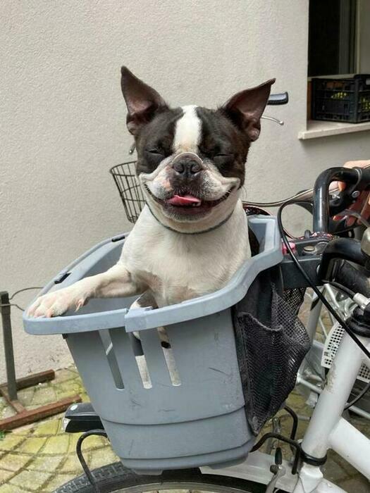 Image description